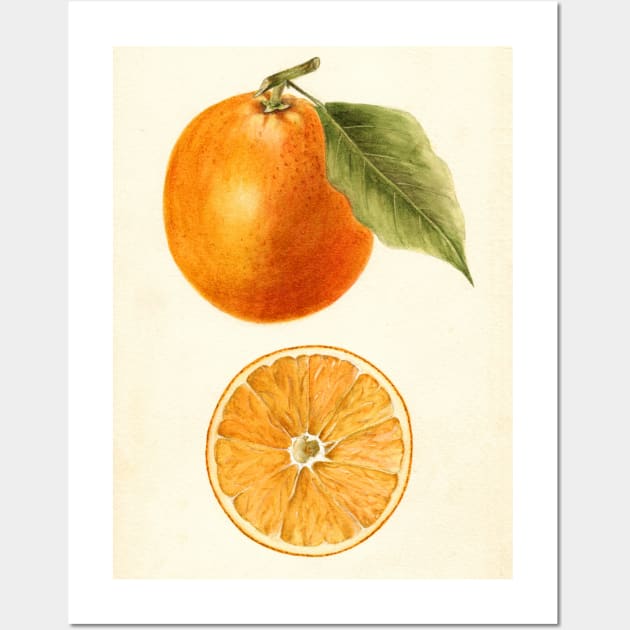 Vintage Painting of an Orange Wall Art by Bravuramedia